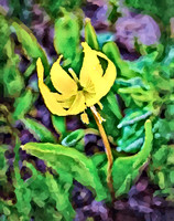 Glacier Lily I OA