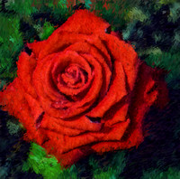 Red Rose I BIL