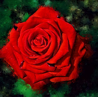 Red Rose I PKL