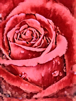 Red Rose III OA