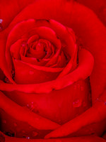 Red Rose III Photo