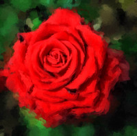 Red Rose I WP