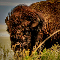 Bison I Photo