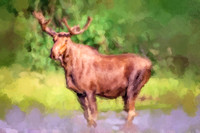 Bull Moose II WP