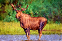 Bull Moose II BIL