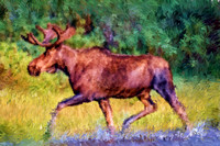 Bull Moose I BIL