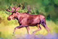Bull Moose I WP