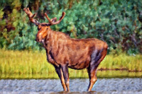 Bull Moose II CB