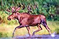 Bull Moose I OA