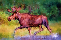 Bull Moose I PKL