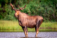 Bull Moose II Photo