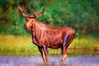 Bull Moose II PKL