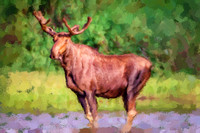 Bull Moose II PP