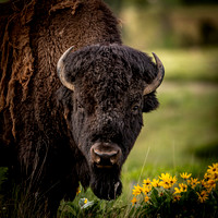 Bison in Balsamroot, CSKT Bison Range Photo