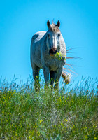 Horse II Photo