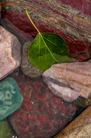Leaf in Rocks Photo