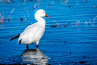 Snow Goose in Pond 2