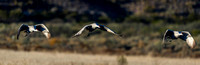 Sandhill Cranes Flying 6