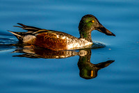 Shoveler Duck in Pond 2