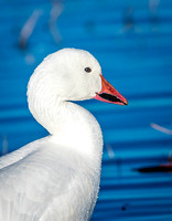 Snow Goose in Pond 4