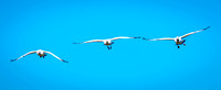 Snow Geese Flying 2