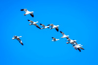 Snow Geese Flying 1
