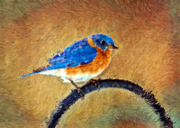 Eastern Bluebird BIL