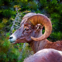 Bighorn Sheep II PKL