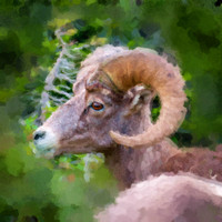 Bighorn Sheep II WP