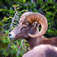 Bighorn Sheep II OA