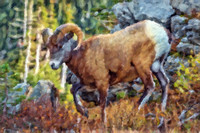 Bighorn Sheep I CB