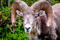 Bighorn Sheep III Photo