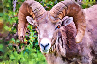 Bighorn Sheep III OA