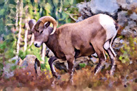 Bighorn Sheep I OA