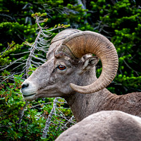 Bighorn Sheep II Photo