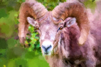 Bighorn Sheep III WP