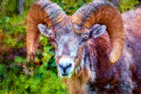 Bighorn Sheep III BIL