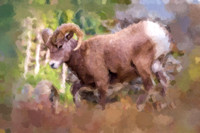 Bighorn Sheep I WP