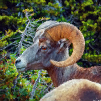 Bighorn Sheep II CB