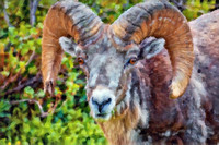 Bighorn Sheep III CB