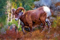Bighorn Sheep I PKL