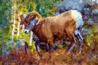 Bighorn Sheep I BIL