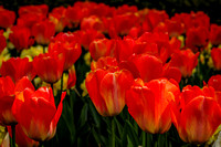 Orange Tulips Photo