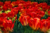 Orange Tulips PKL