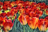 Orange Tulips CB