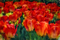 Orange Tulips BIL