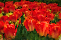 Orange Tulips PP