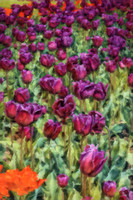 Purple Tulips I CB