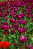 Purple Tulips I PKL