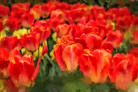 Orange Tulips WP